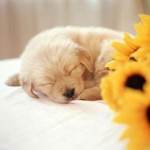 Meet your Posher, Sunset